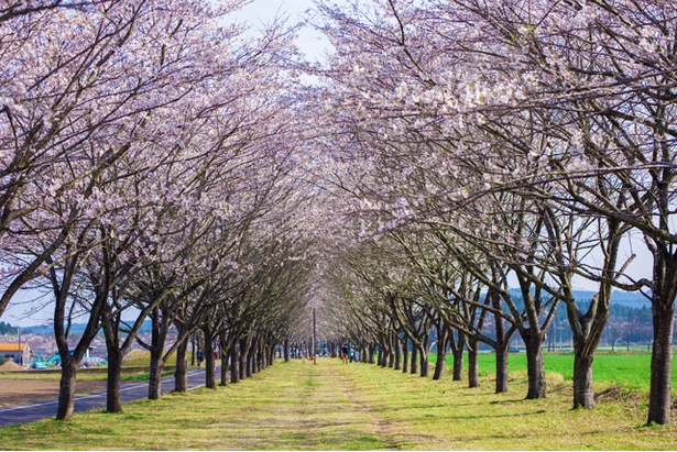まきばの桜
