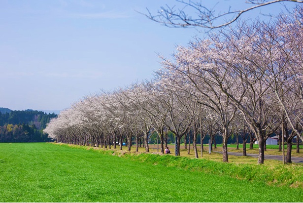 まきばの桜