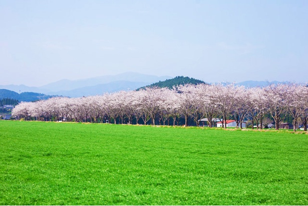 まきばの桜