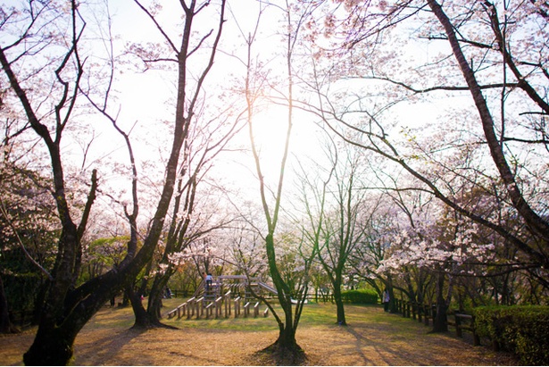 垂水公園の桜