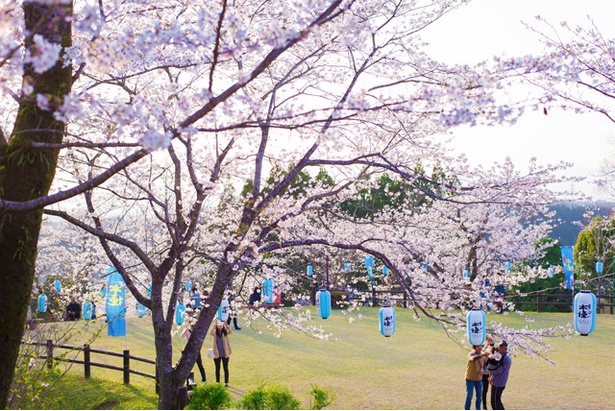 垂水公園の桜