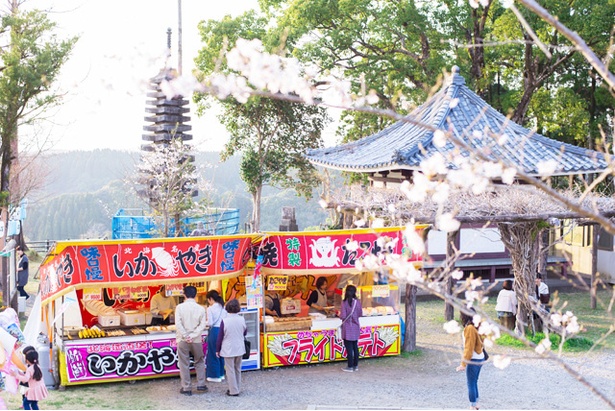 垂水公園の桜