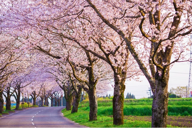 垂水公園の桜