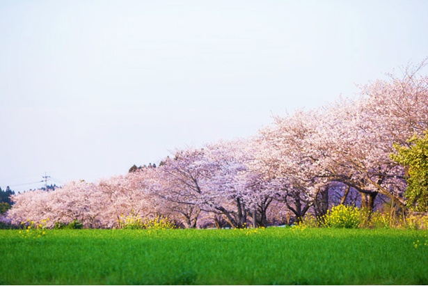 垂水公園の桜