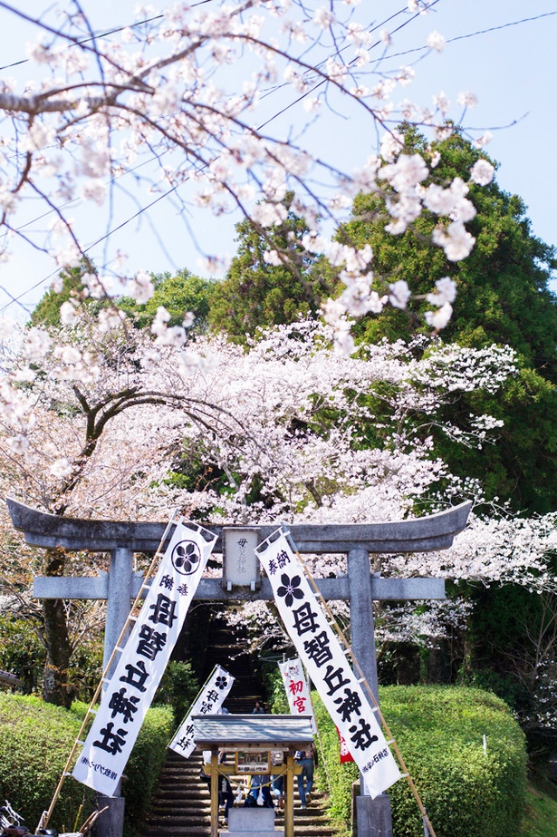 画像13 18 写真特集 18年宮崎 桜コレクション ウォーカープラス