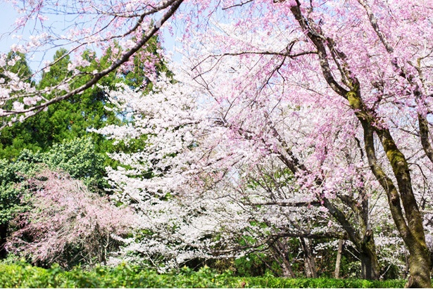 母智丘(もちお)公園の桜