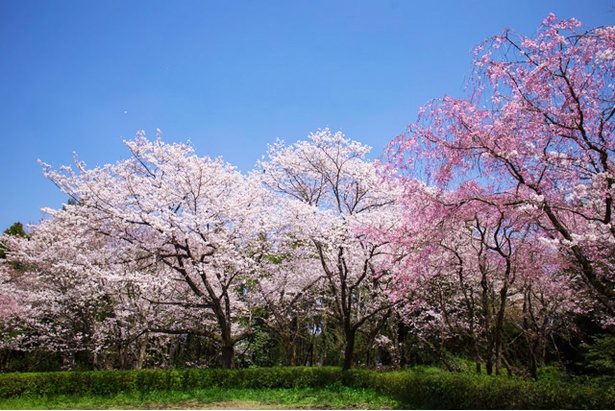 母智丘(もちお)公園の桜