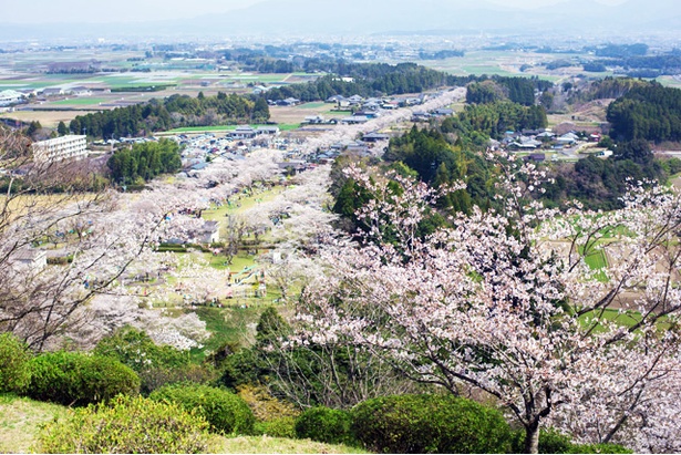 母智丘(もちお)公園の桜