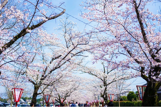 母智丘(もちお)公園の桜