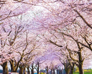【写真特集】2018年宮崎・桜コレクション