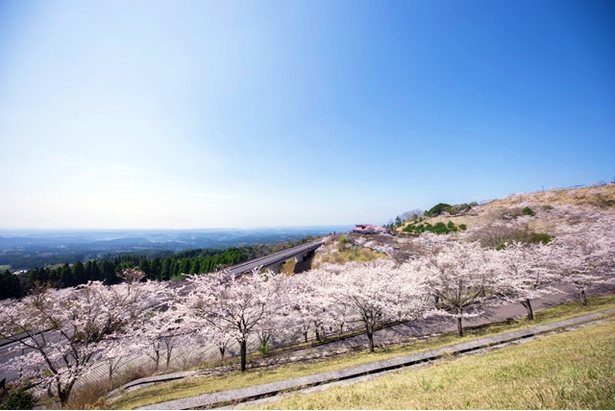 霧島神話の里公園の桜