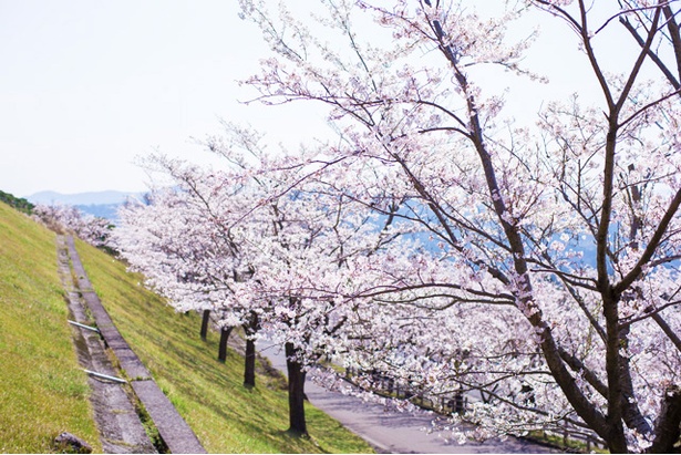 霧島神話の里公園の桜