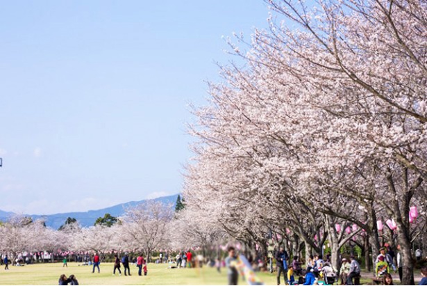 忠元(ただもと)公園の桜