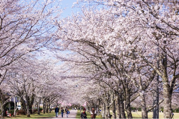 忠元(ただもと)公園の桜