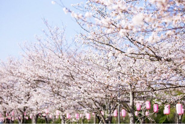 忠元(ただもと)公園の桜