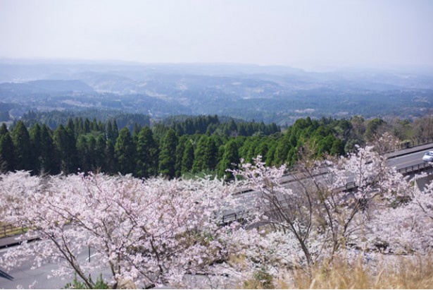 霧島神話の里公園の桜