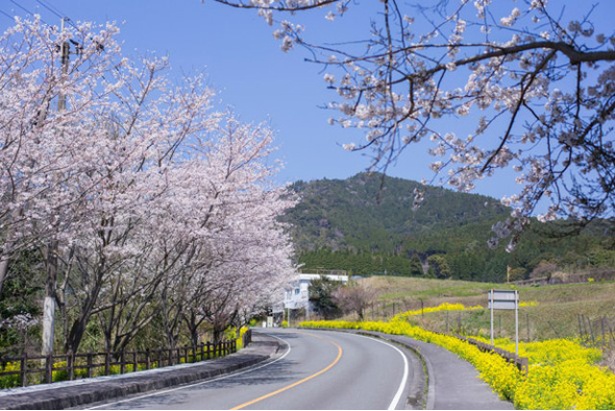 霧島神話の里公園に向かう国道223号線沿いの桜
