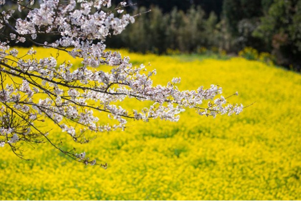 霧島神話の里公園に向かう国道223号線沿いの桜