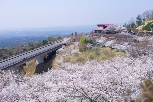 霧島神話の里公園の桜