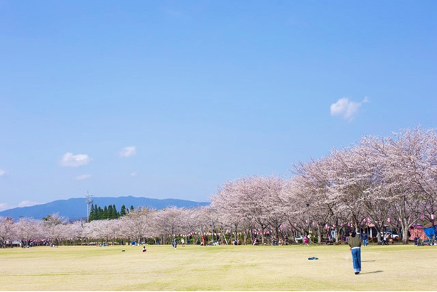 忠元(ただもと)公園の桜