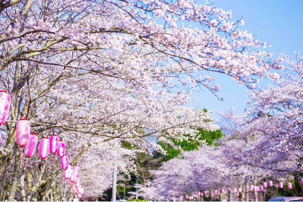忠元(ただもと)公園の桜