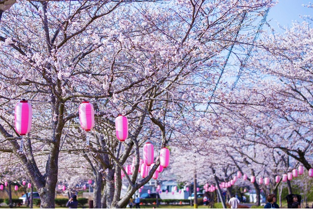 忠元(ただもと)公園の桜