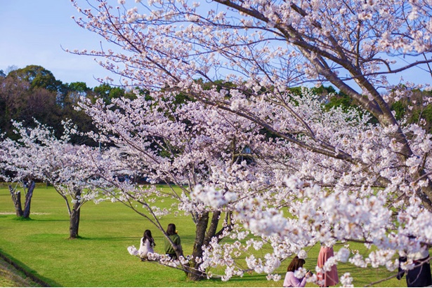 画像15 26 写真特集 18年鹿児島 桜コレクション ウォーカープラス