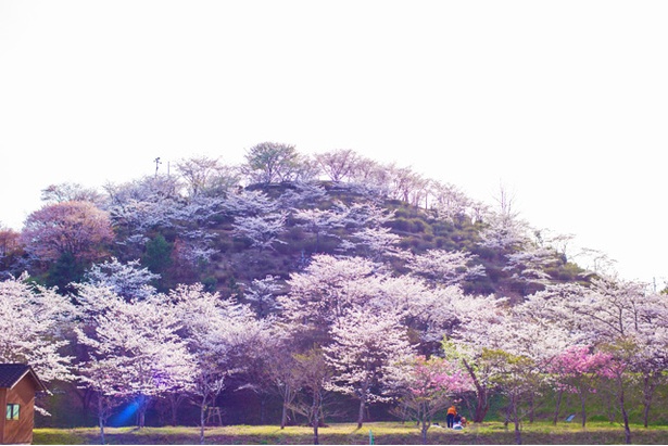 丸岡公園の桜
