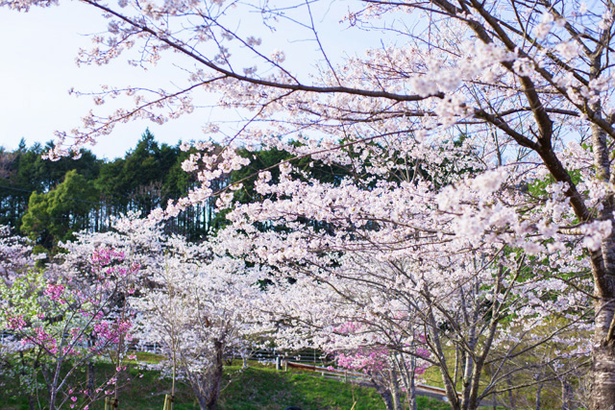 画像17 26 写真特集 18年鹿児島 桜コレクション ウォーカープラス