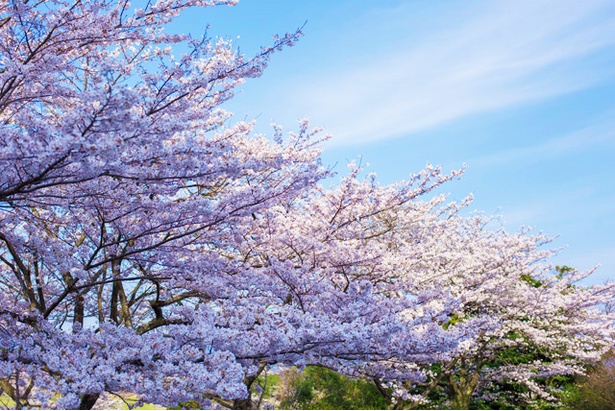 丸岡公園の桜