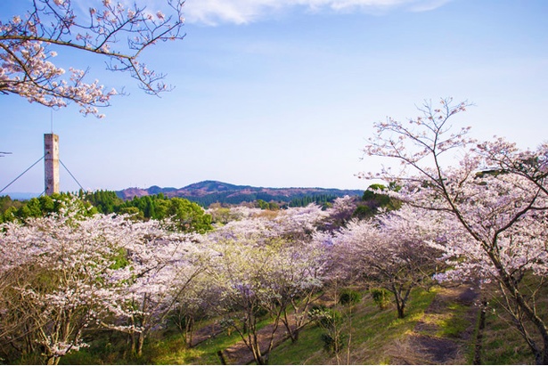 丸岡公園の桜