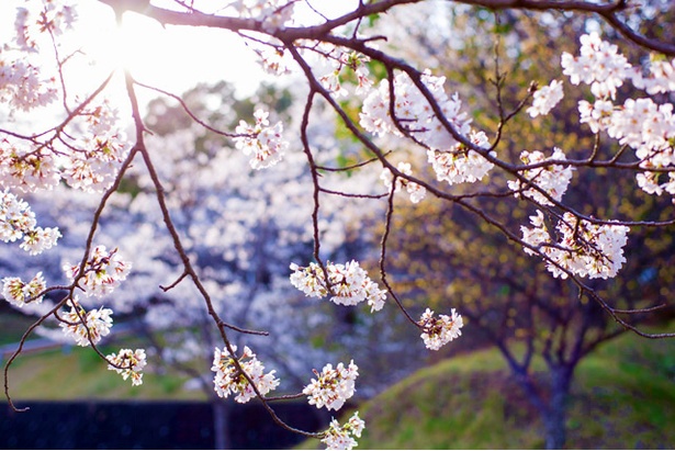 丸岡公園の桜