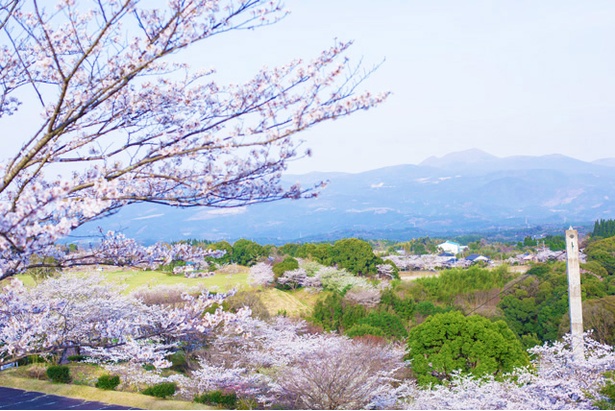 写真特集 18年鹿児島 桜コレクション 21 26 ウォーカープラス