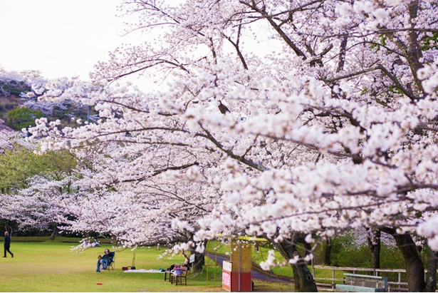 画像22 26 写真特集 18年鹿児島 桜コレクション ウォーカープラス