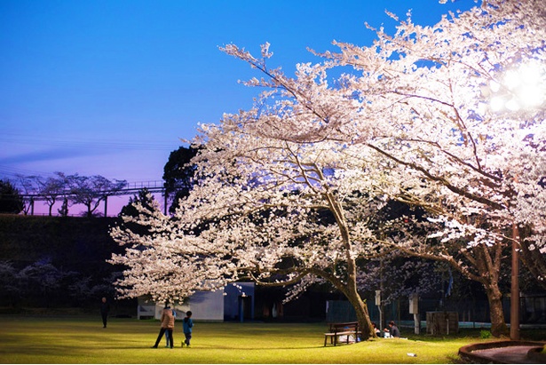 丸岡公園の桜