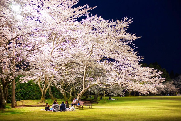 画像26 26 写真特集 18年鹿児島 桜コレクション ウォーカープラス