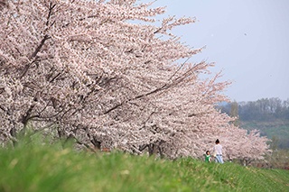ウイスキーだけじゃない！ GWに余市に出現するもう一つの名所