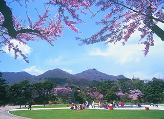 日本最古の“アレ”がある桜の名所・函館公園でお花見を