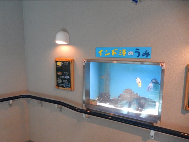 旭山動物園/「ぺんぎん館」内にある「インド洋のうみ」の水槽