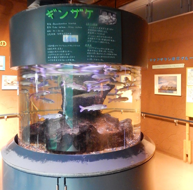 旭山動物園/「あざらし館」内にある、ギンザケの水槽