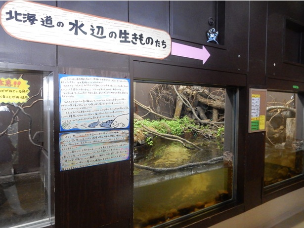 旭山動物園/「両生類・は虫類舎」にある「北海道の水辺の生きものたち」水槽