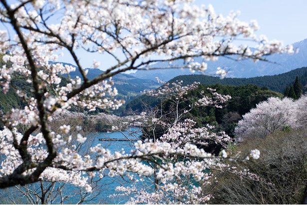 【写真を見る】「市房ダム湖」。ダムのブルーと桜のピンク色が見事なコントラスト