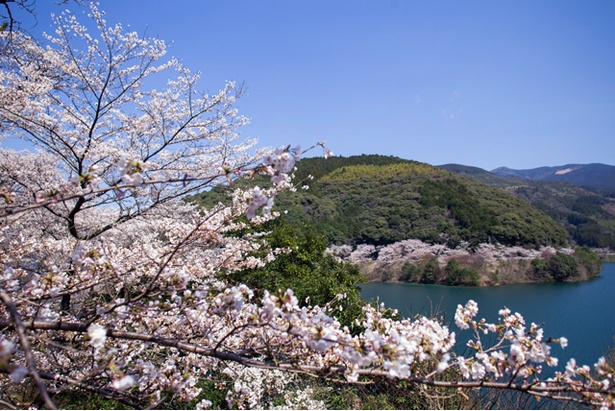 「市房ダム湖」の桜