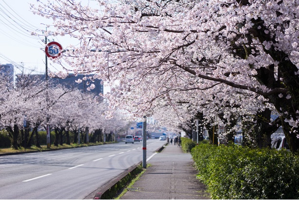 「健軍自衛隊通り」の桜