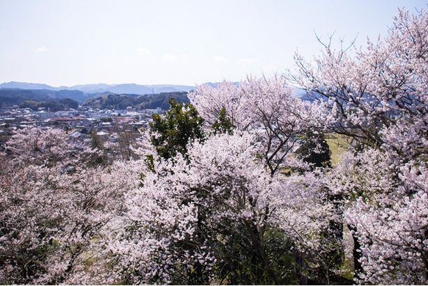「人吉城址」の桜