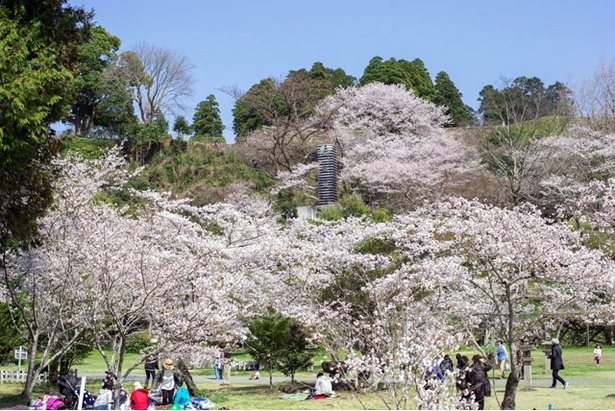 「人吉城址」の桜