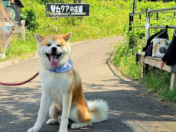 秋田犬と一緒に三種町の自然の中を「散歩」する体験プラン