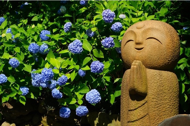 約2000株のあじさいが境内を一面青色に