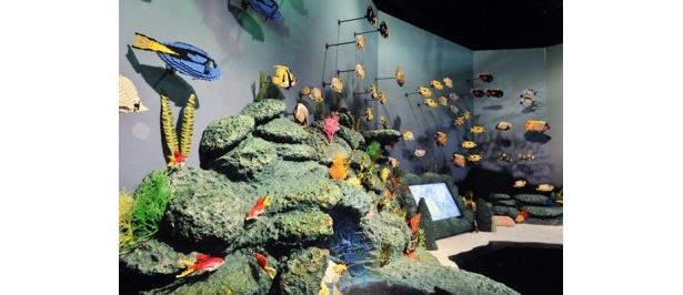 マンタやカクレクマノミなど40種類以上の魚がいるぞ！