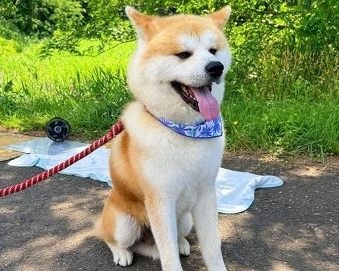 【秋田・三種町】心も体もリフレッシュ！秋田犬「マサ」と歩く癒やしのヘルスツーリズム